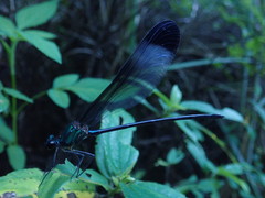Psolodesmus mandarinus mandarinus