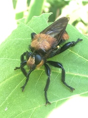 Laphria lata