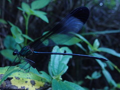 Psolodesmus mandarinus mandarinus