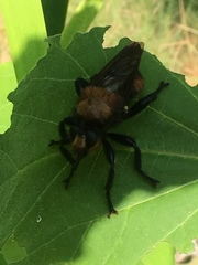 Laphria lata