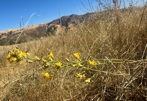 Image of Gutierrezia californica by no rights reserved
