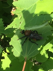 Laphria lata