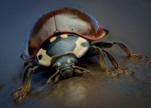 Flying Saucer Lady Beetle (Anatis rathvoni), a species recorded in Oregon