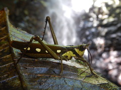 Aeolacris octomaculata