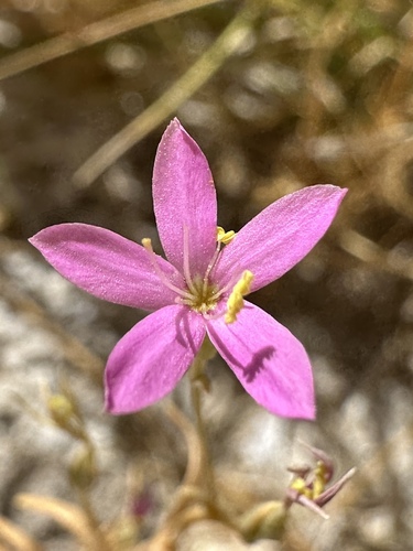 Image of Zeltnera namatophila by (c) Matt Berger, some rights reserved (CC BY)