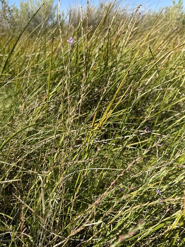 Image of Lythrum californicum by (c) Matt Berger, some rights reserved (CC BY)
