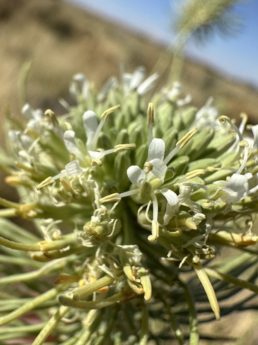 Image of Thelypodium integrifolium by (c) Matt Berger, some rights reserved (CC BY)