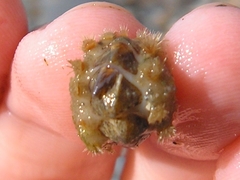 Acanthochitona crinita