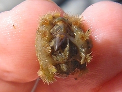 Acanthochitona crinita