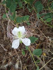 Capparis sicula