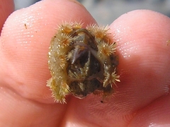 Acanthochitona crinita