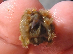 Acanthochitona crinita
