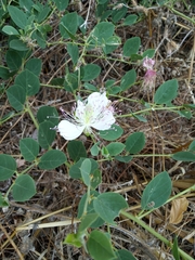 Capparis sicula