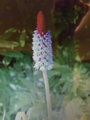 Primula vialii