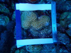 Agaricia humilis