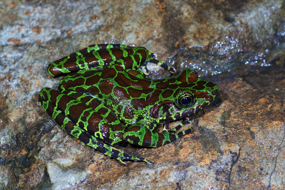 Lung-Shen-Hsien Frog