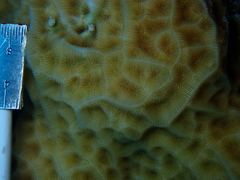 Agaricia humilis