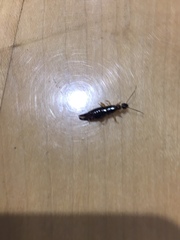 Euborellia annulipes