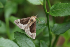 Hypena crassalis
