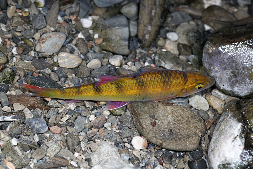 Acrossocheilus jishouensis