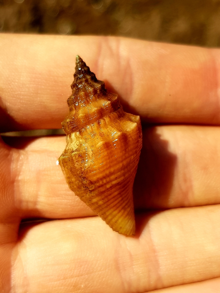 Canarium from Port Hedland WA 6721, Australia on October 23, 2024 at 08 ...