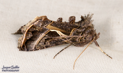 Autographa flagellum