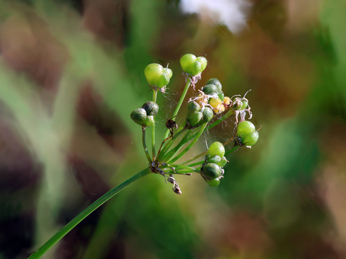 Allium tuberosum