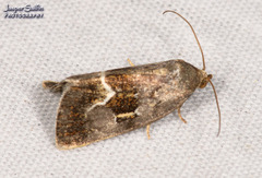 Deltote bellicula