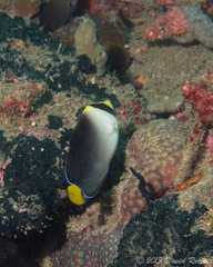 Chaetodontoplus mesoleucus