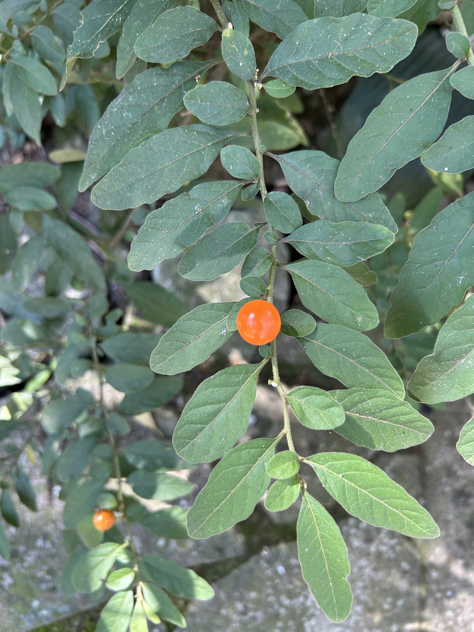 Solanum pseudocapsicum
