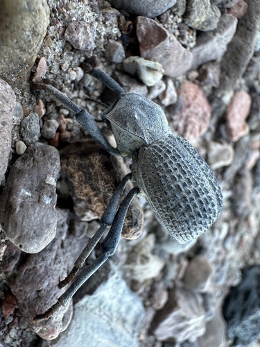 Desert Ironclad Beetle photo 6