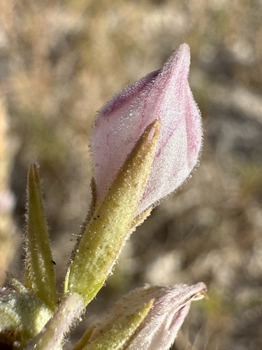 Image of Chloropyron tecopense by (c) Matt Berger, some rights reserved (CC BY)