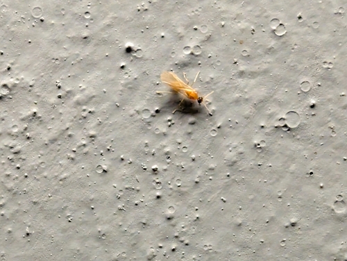 Pheidole parva photo 5