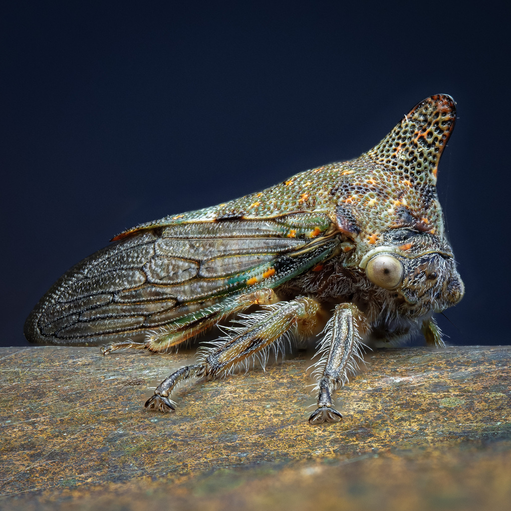 Treehopper Cow Oak Treehopper from 7303 259th Pl NE, Redmond, WA 98053, USA on October ...