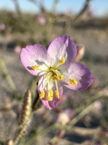 Chylismia heterochroma (Chylismia heterochroma)
