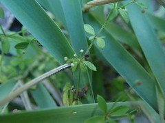 Galium bungei trachyspermum