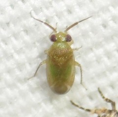 Rhinacloa callicrates