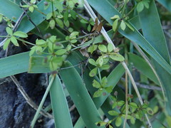 Galium bungei trachyspermum