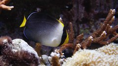 Red Sea Butterflyfish photo 2