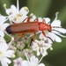 Common Red Soldier Beetle - Photo (c) jerry2018, some rights reserved (CC BY-NC), uploaded by jerry2018