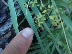 Galium bungei trachyspermum