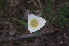 Calochortus apiculatus