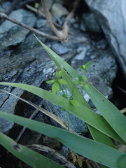 Galium bungei trachyspermum