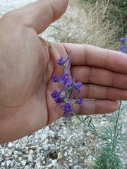 Delphinium peregrinum