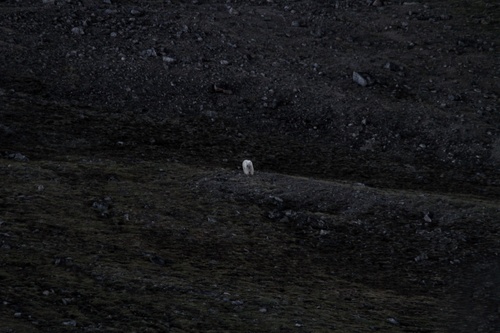 Polar bear