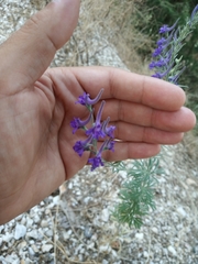 Delphinium peregrinum