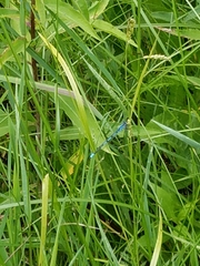 Coenagrion resolutum