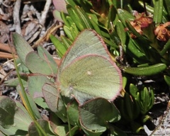 Colias behrii