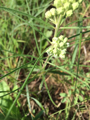 Asclepias stenophylla