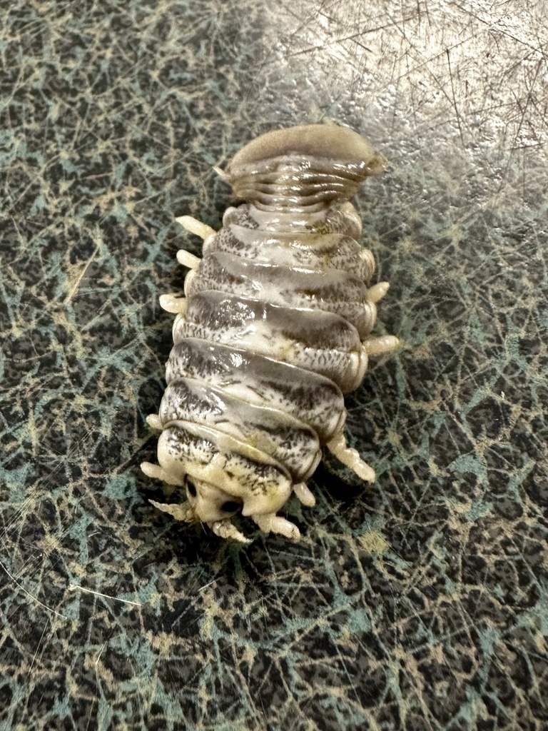 Ceratothoa gilberti